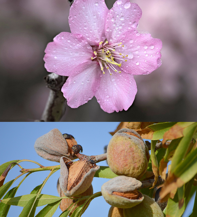 Growing an almond tree - Edition 1 - Book interior - 4