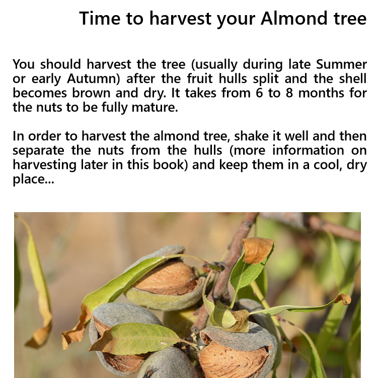 Growing an almond tree - Edition 1 - Book interior - 5