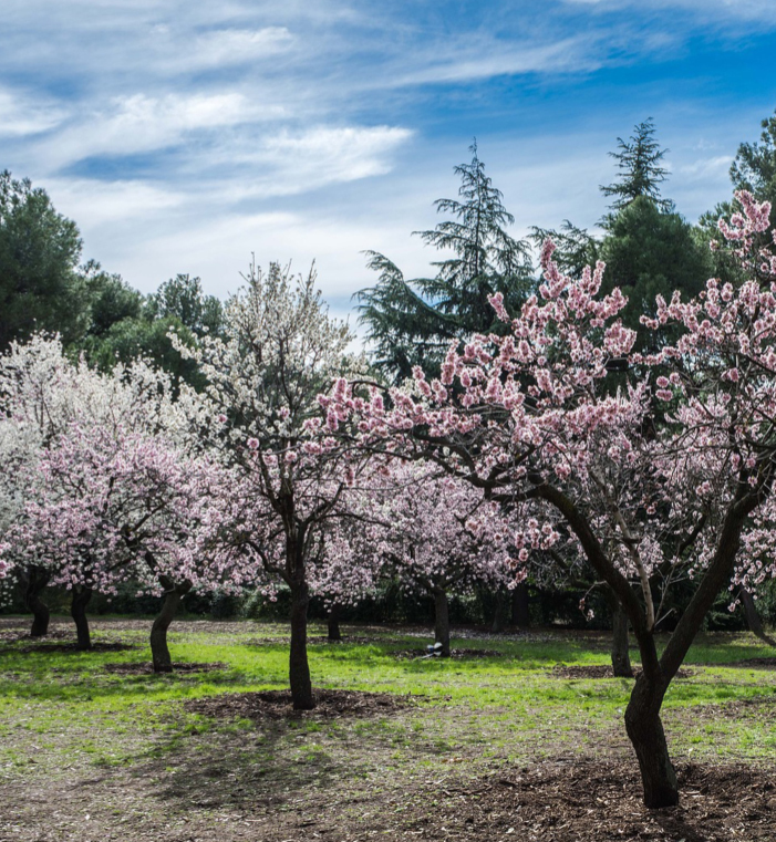 Growing an almond tree - Edition 1 - Book interior - 6